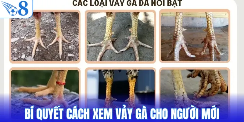 Bí quyết cách xem vảy gà cho người mới