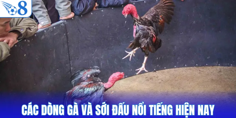 Các dòng gà và sới đấu nổi tiếng hiện nay
