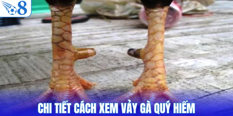 Chi tiết cách xem vảy gà quý hiếm