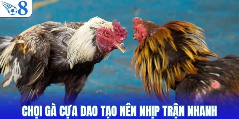 Chọi gà cựa dao tạo nên nhịp trận nhanh và dồn dập