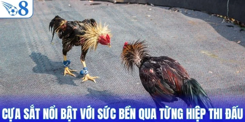 Cựa sắt nổi bật với sức bền qua từng hiệp thi đấu