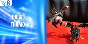 Hình Thức Trực Tiếp Đá Gà Thomo Nổi Bật Tại Nhà Cái O8