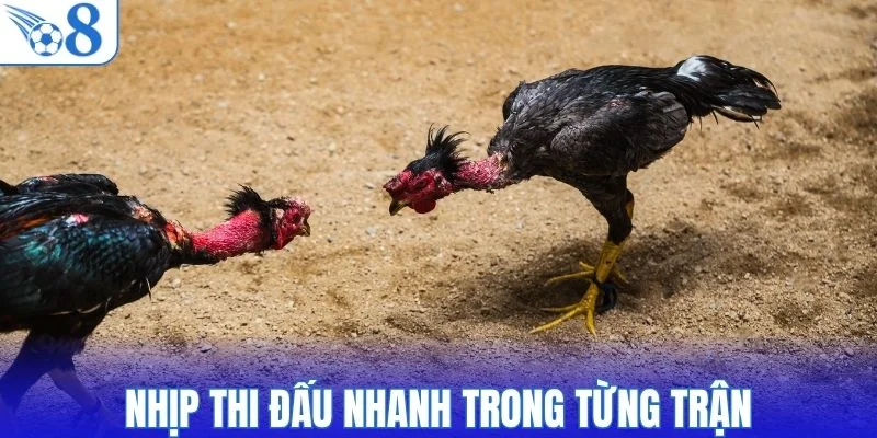 Nhịp thi đấu nhanh tạo dấu ấn rõ trong từng trận