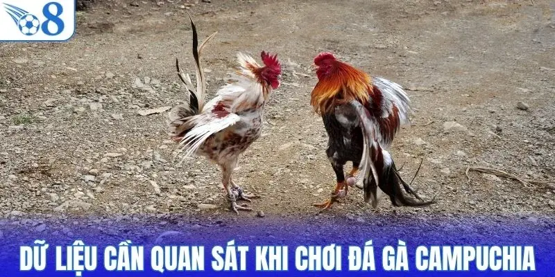 Những dữ liệu cần quan sát khi theo dõi đá gà campuchia