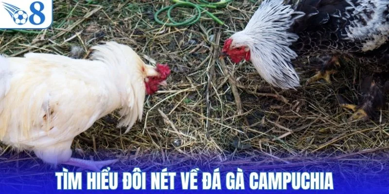 Tìm hiểu đôi nét về đá gà campuchia