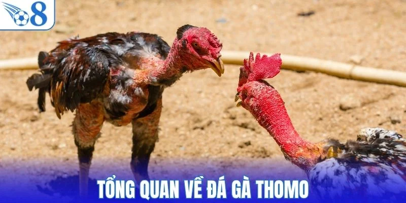 Tổng quan về đá gà thomo